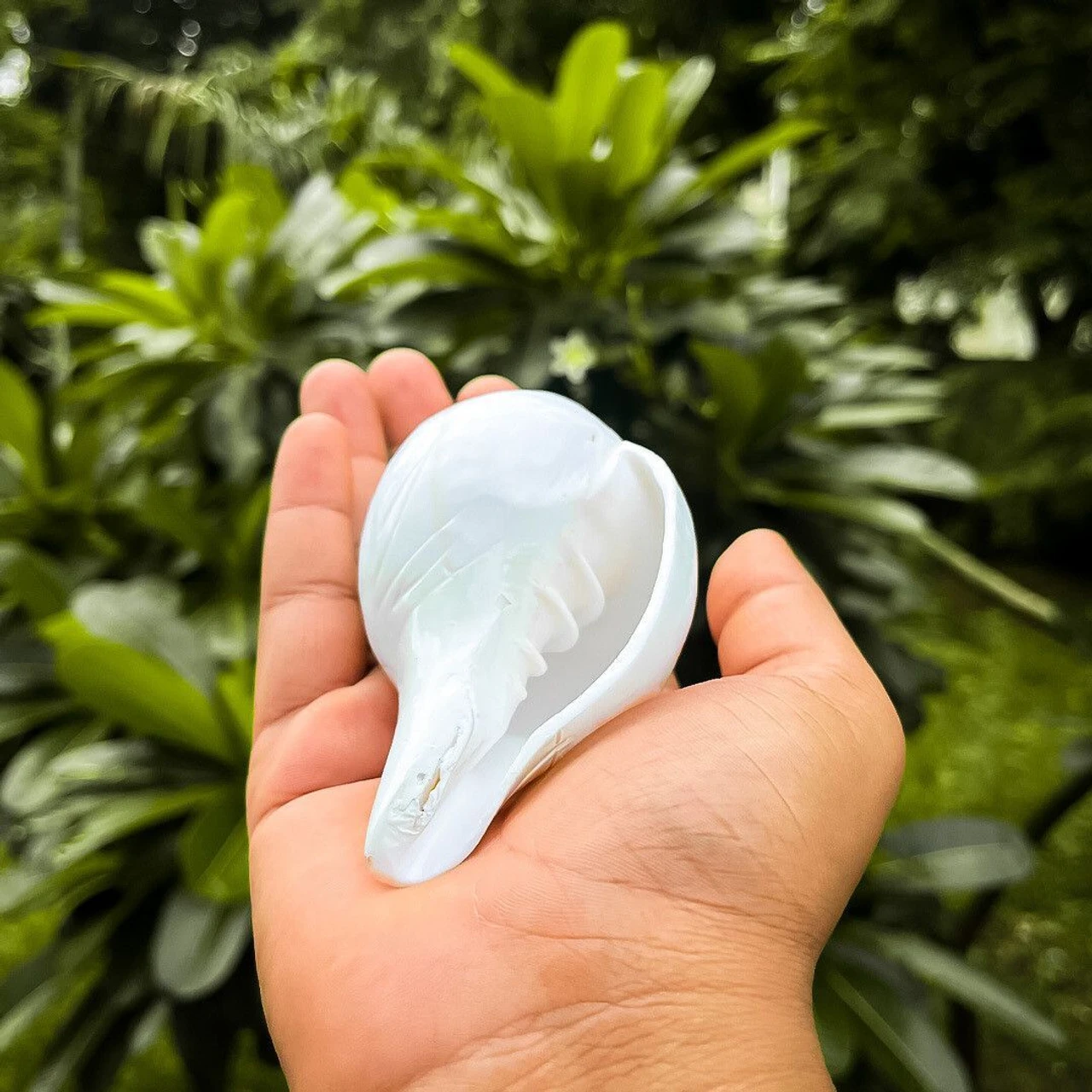 Small Natural Shankh (Conch Shell) for Puja – Sacred Hindu Blowing Shankh