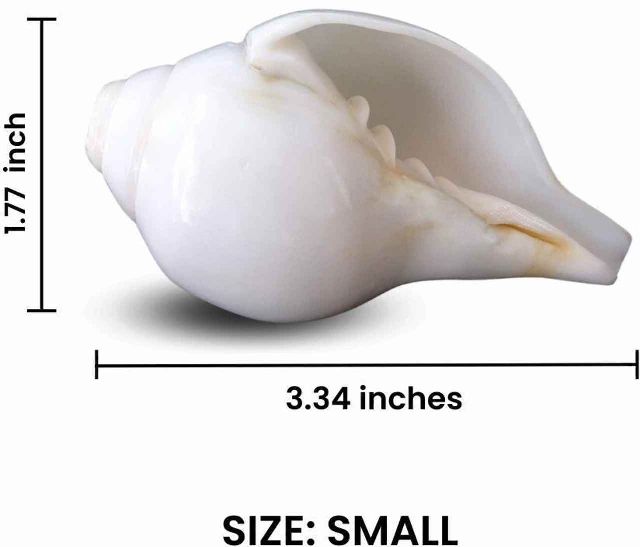 Small Natural Shankh (Conch Shell) for Puja – Sacred Hindu Blowing Shankh