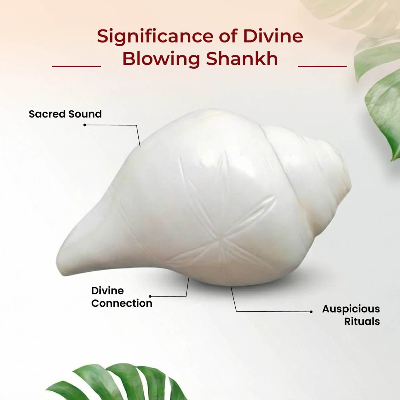 Small Natural Shankh (Conch Shell) for Puja – Sacred Hindu Blowing Shankh