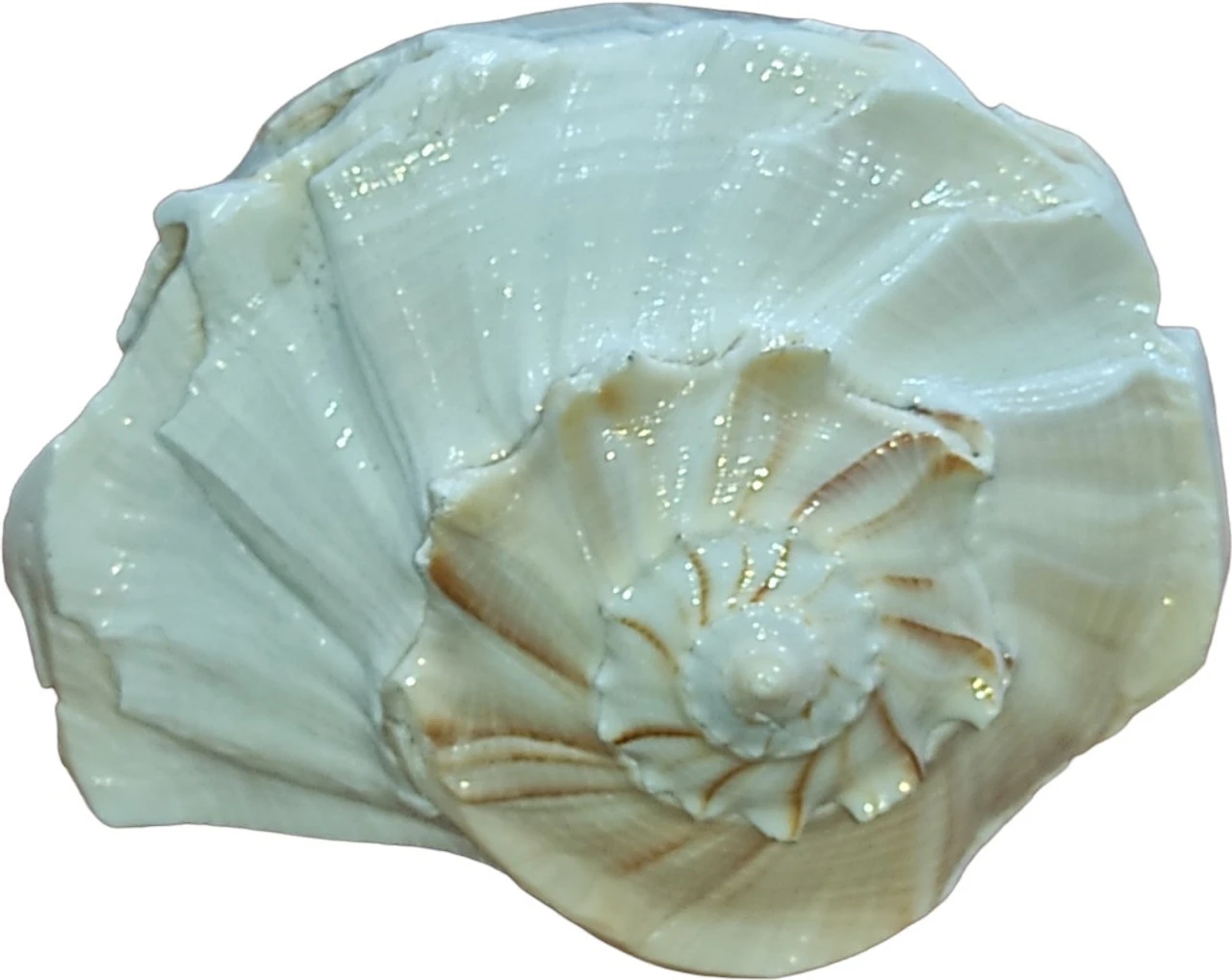 Natural Dakshinavarti Shankh (Right-Hand Conch Shell) – Auspicious Puja & Vastu Item