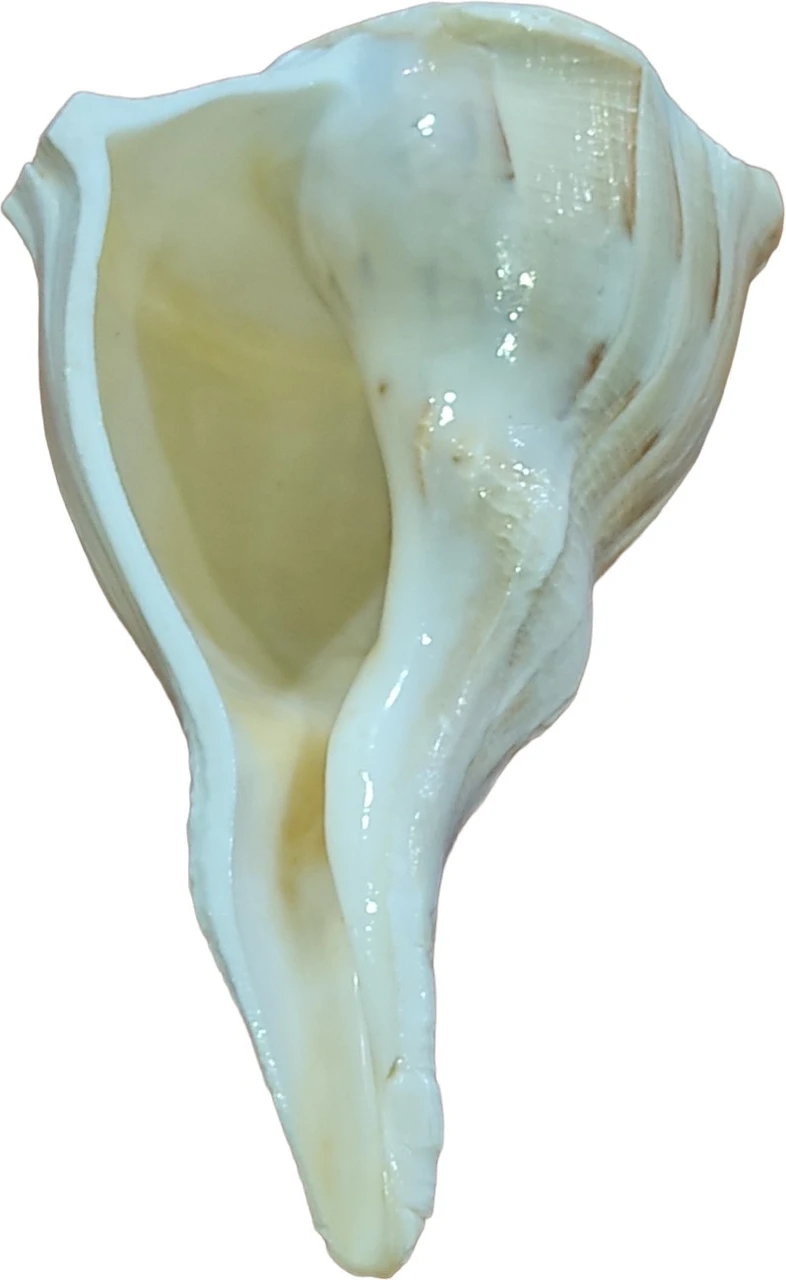 Natural Dakshinavarti Shankh (Right-Hand Conch Shell) – Auspicious Puja & Vastu Item