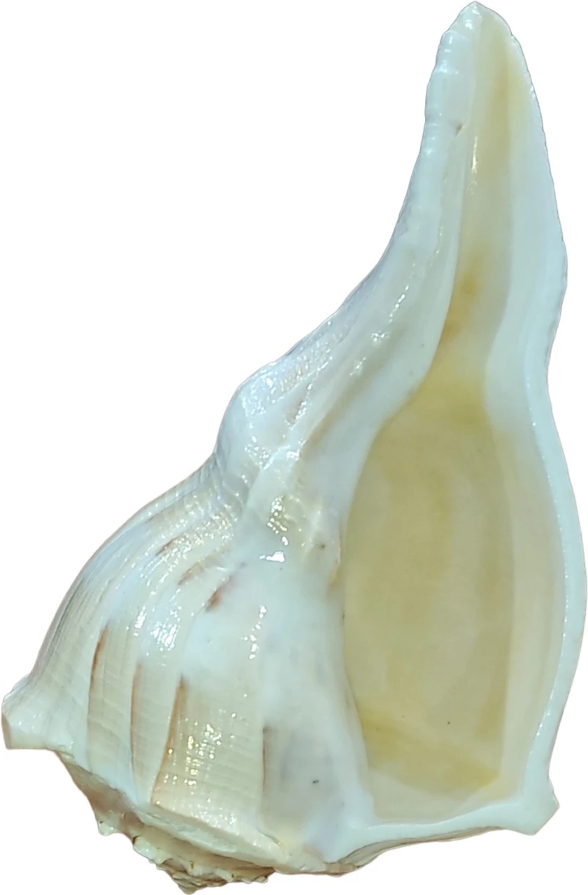 Natural Dakshinavarti Shankh (Right-Hand Conch Shell) – Auspicious Puja & Vastu Item