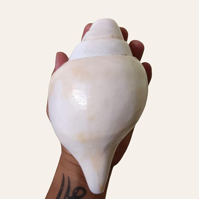 Natural White Puja Shankh (Conch Shell) – Sacred Hindu Ritual & Temple Shankh