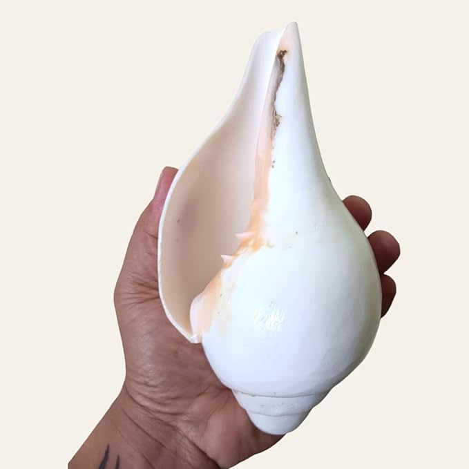 Natural White Puja Shankh (Conch Shell) β Sacred Hindu Ritual & Temple Shankh - Image 2