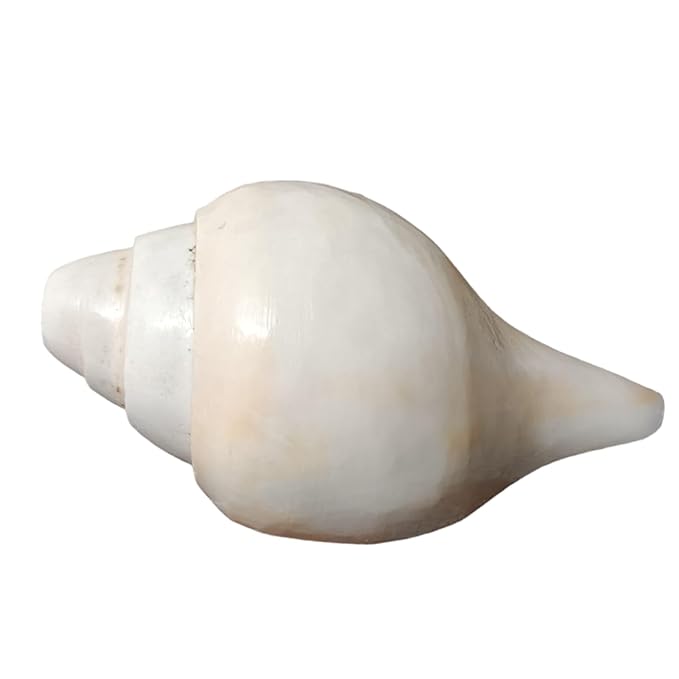 Natural White Puja Shankh (Conch Shell) β Sacred Hindu Ritual & Temple Shankh - Image 4