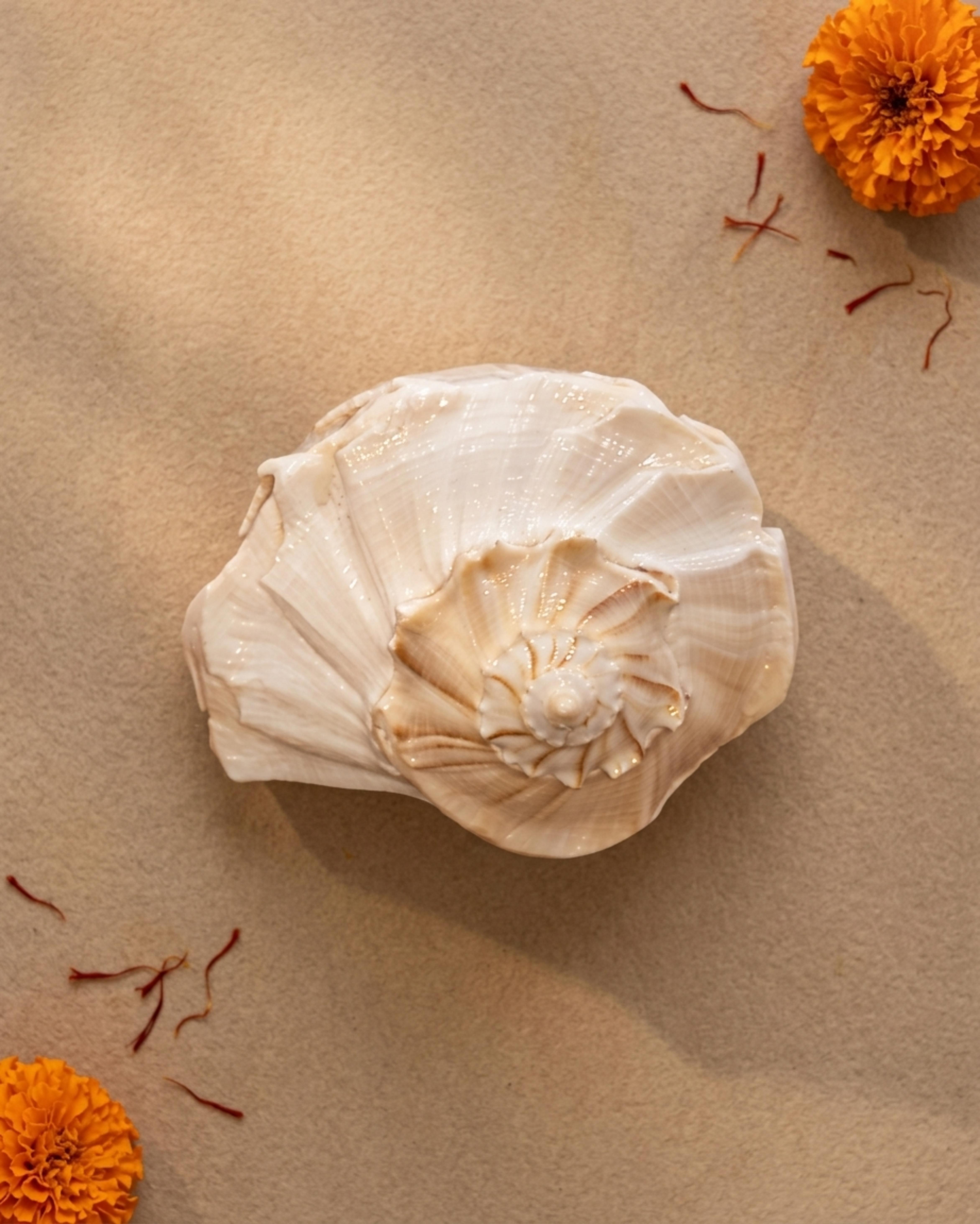 Natural Dakshinavarti Shankh (Right-Hand Conch Shell) – Auspicious Puja & Vastu Item