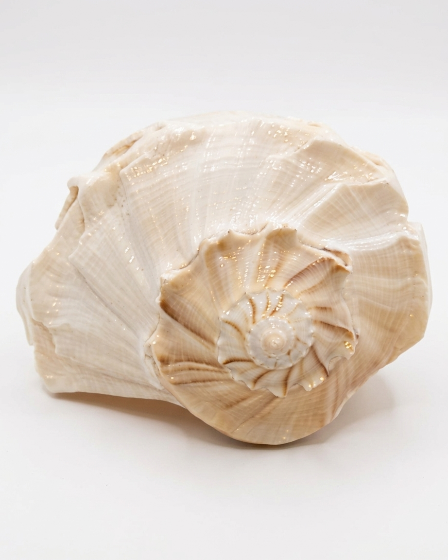 Natural Dakshinavarti Shankh (Right-Hand Conch Shell) – Auspicious Puja & Vastu Item - Image 2