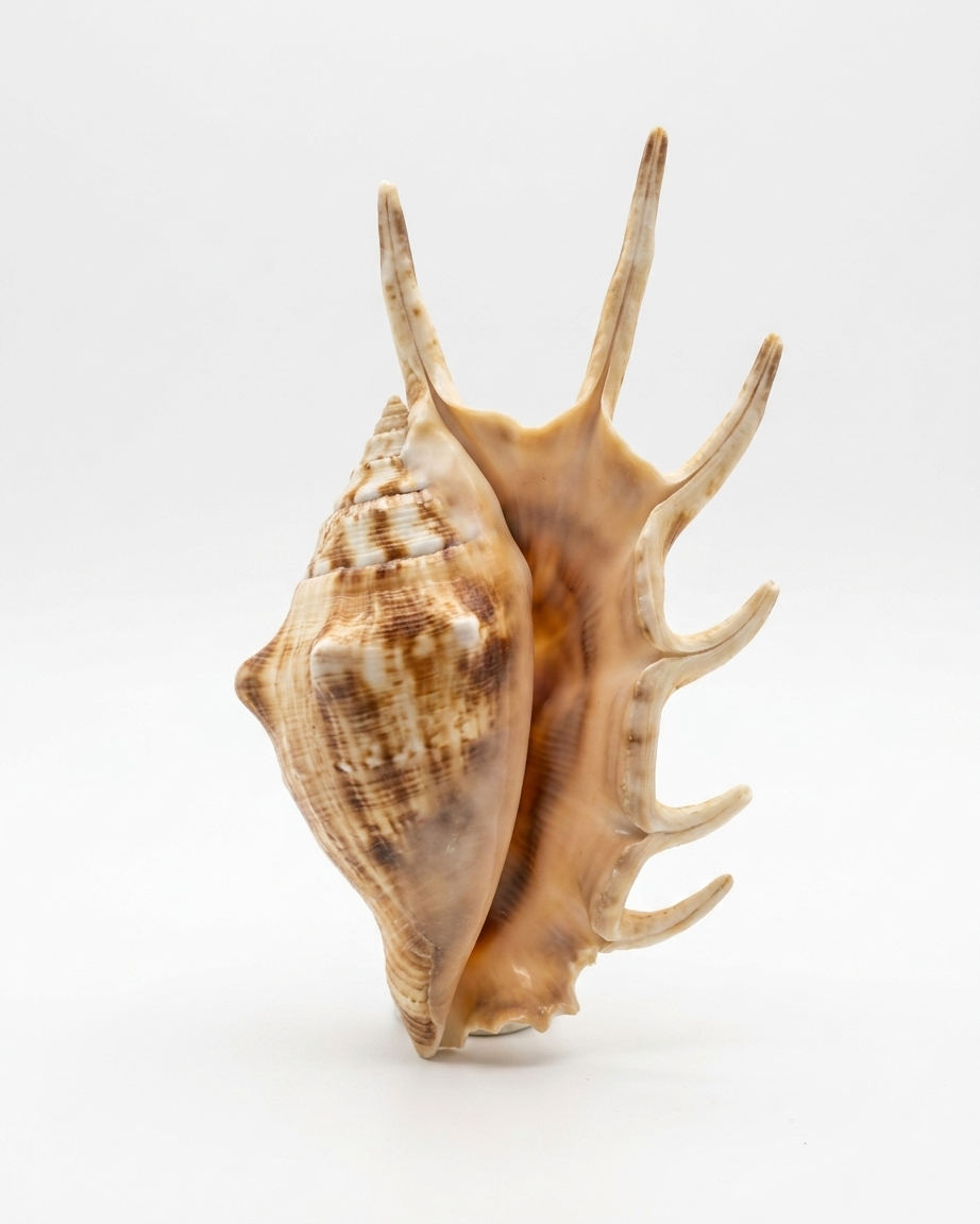 Natural Decorative Sea Shell Conch – Premium Coastal Home Decor Showpiece - Image 2
