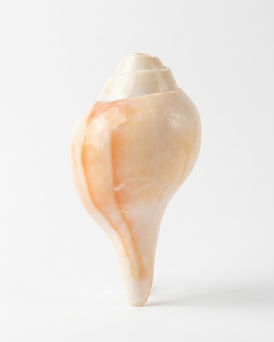 Natural Gomati Chakra Shankh – Sacred Puja Conch Shell for Home Temple