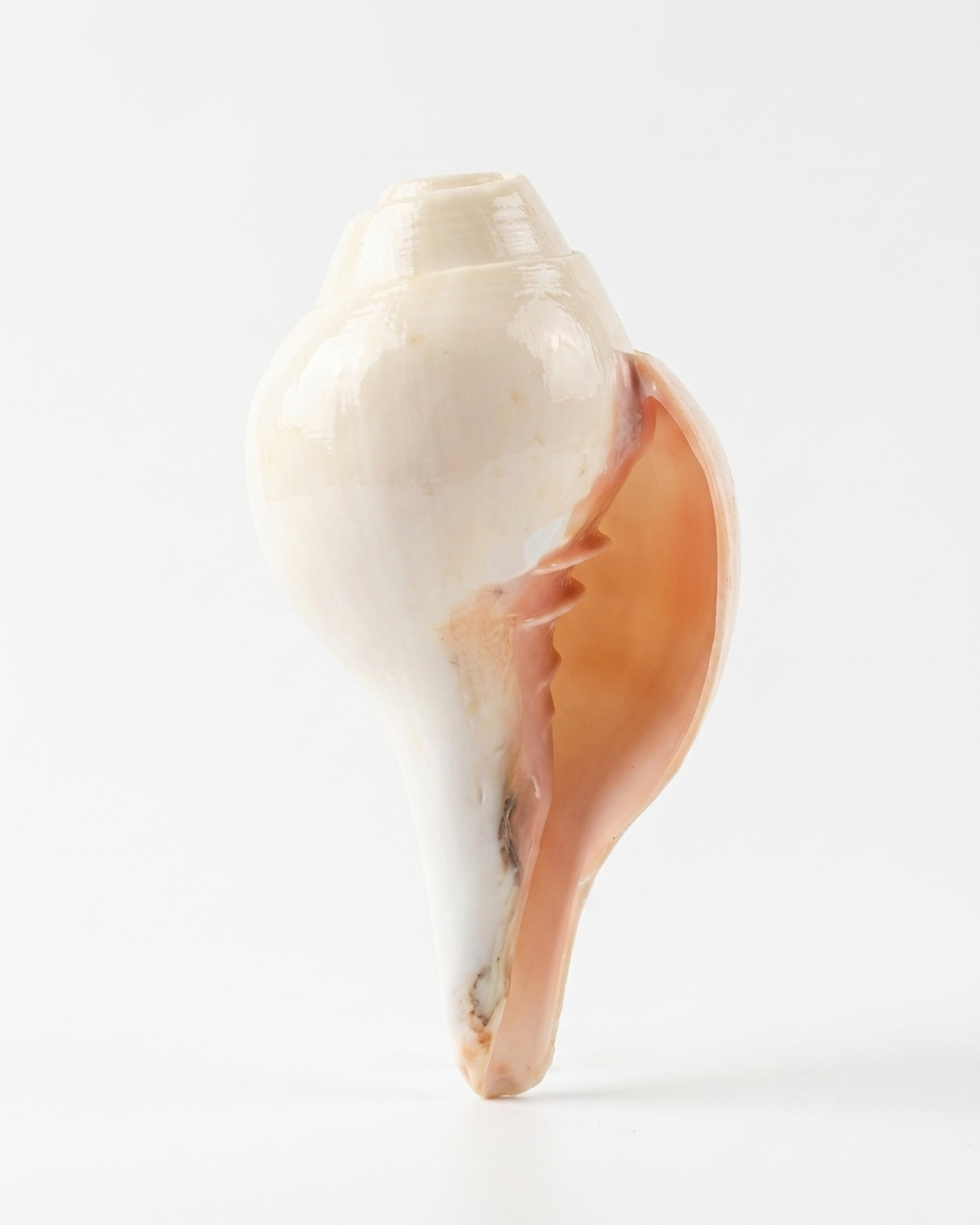 Natural Gomati Chakra Shankh – Sacred Puja Conch Shell for Home Temple - Image 3